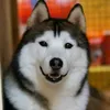 Raymond Foo - @ipohusky - TikTok