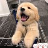 raymondfrey1 - @cutedogdog3 - TikTok