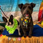 Tonya Raymond Hampton - @kittens.n.kuddles16 - Instagram
