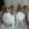 raymondherring441 - @raymondherring441 - TikTok