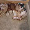 Diamond Dollar Bullies - @raymondhouse286 - TikTok