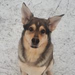 Рэй (Рэймонд) - @raymond_husky - Instagram
