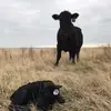 Raymond Ketelsen - @raymondketelsen - TikTok