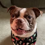 Raymond LaRose - @levi_the_boston_terrier_ - Instagram