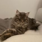 Lebron Raymond - @lebronraymond_cat - Instagram