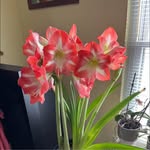 Barb Raymond Mackey - @babsluvsmario - Instagram