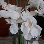 Raymonde Martinelli - @martinelliraymonde - Instagram