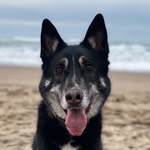Raymond Meredith - @raymondtheshepsky - Instagram
