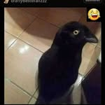 Raymon Neubert - @fpv_goldenknight - Instagram