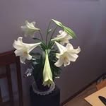 Jeannine Raymond Piche - @jeanninepiche - Instagram