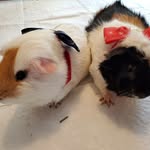 Bruce & Raymond - @bruce_raymond_piggies - Instagram