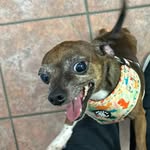 Raymond Piper - @pipers_pets - Instagram