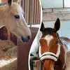 ✨Horses✨ - @raymond_pitre - TikTok