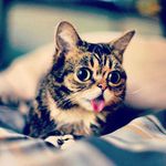xxcats4lifexx - @raymondsappe7302017 - Instagram