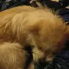 raymond.sauerdiana_c - @raymond.sauerdian - TikTok