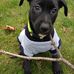 Ray Staffieri - Facebook