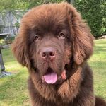 Raymond - @raymondthenewfie - Instagram