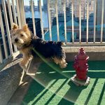 Raymond Reddington + Clara Bella - @raymond_the_norwich_terrier - Instagram