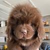 Raymond the newfie - @raymondthenewfie - TikTok