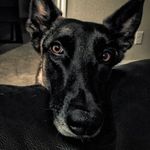 Dogs, guns and banjos… - @raymondwitham - Instagram