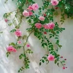 Razia Rahman - @razia.rahman.96 - Instagram