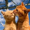 RaZiA RaHmAn - @razia.rahman91 - TikTok