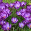 Rebecca Bemis458 - @wishfulthinker4477 - TikTok