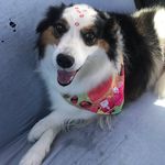 Rebecca Border Collie - @rebeccatheborder - Instagram