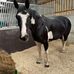 Becky Collison - Facebook