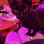 Rebecca Custer - @doggiesmommy5 - Instagram
