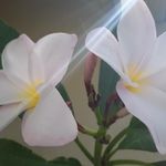 Rebecca Ebert - @rowanstoryweaver - Instagram