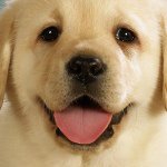 Rebecca Ericsson - @rebbe_animals - Instagram