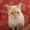 Becky - @rebeccaingino - TikTok