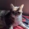 Rebecca Landers - @rebecca.landers31 - TikTok