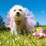 Rebecca Litz - @frannyrose195 - Instagram