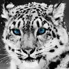 Rebecca Plescia - @rebecca.plescia - TikTok