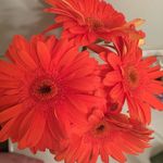 Rebecca Replogle - @bec.4567 - Instagram