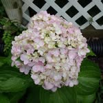 rebecca ricks - @soulshineflowerfarm - Instagram