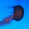 Rebecca Samples - @rebecca.samples0 - TikTok