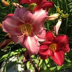 Rebecca Packer-True - @packertruerebecca - Instagram