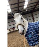 @rebekah_blakely_equestrian - Instagram