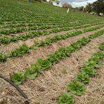 recardo brown - @recmars_farm_market - Instagram