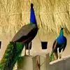 reeaz aali - @reeaz.aali - TikTok