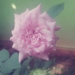 Reeba Jacob - @jacreena - Instagram