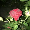 reem issa - @reem.issa8 - TikTok