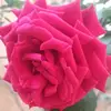 Reem issa - @reem._issa - TikTok