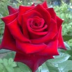 Reem Manna - Facebook