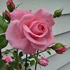 Reena Mathew - @reena7152 - TikTok