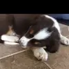 Reese Bauer puppy’s - @resseandbauerthepuppys - TikTok