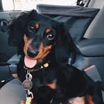 Reese Weeniespoon Knapp - @reeseweeniespoon - Instagram